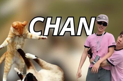 Từ điển Gen Z: 'Chan' là gì mà xuất hiện khắp cõi mạng thời gian qua?