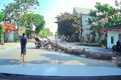 Cây xà cừ bất ngờ đổ, đè trúng người đi xe máy tử vong
