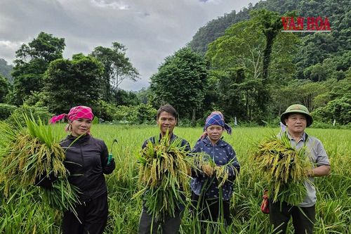 Mùa lúa trở lại bản Đoòng