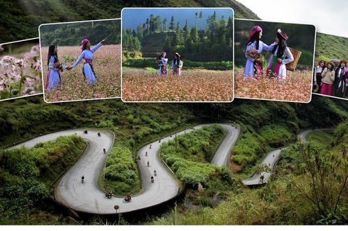 Từ 'cây chống đói giáp hạt' đến đòn bẩy du lịch ở cao nguyên đá