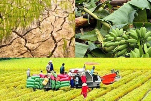 Nâng mức hỗ trợ phí bảo hiểm nông nghiệp