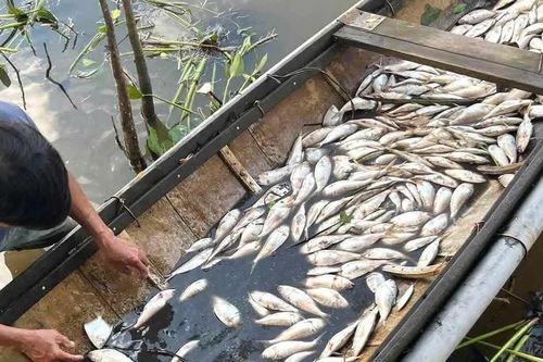Quảng Trị: Làm rõ nguyên nhân cá chết hàng loạt trên sông Sa Lung
