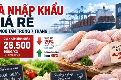 [INFOGRAPHIC] 7 THÁNG ĐẦU NĂM NHẬP KHẨU 214.400 TẤN THỊT VÀ PHỤ PHẨM GIA CẦM