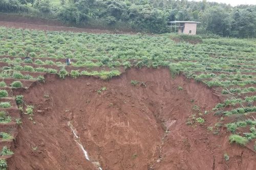 Gia Lai: Mưa lớn kéo dài, vườn rẫy nứt toác, hàng trăm cây cà phê bị chôn vùi