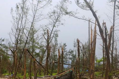 Rừng phòng hộ ven biển Hà Tĩnh tan hoang