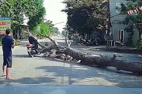 Người đàn ông đi đường bị cây gỗ đè tử vong