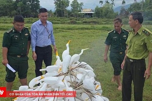 Ngăn chặn nạn bẫy, bắt chim trời mùa di cư