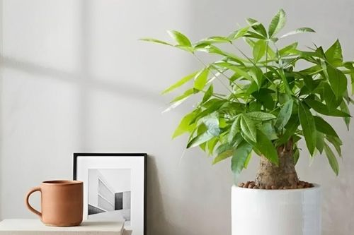 3 loại cây nhỏ để bàn làm việc vừa đẹp vừa mang ý nghĩa phong thủy