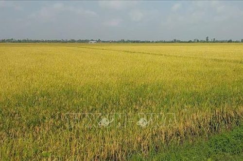 Nông dân Cà Mau đối mặt với thua lỗ trong vụ lúa Hè Thu