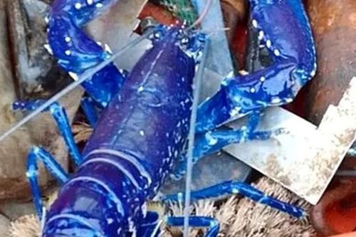 Hai cha con bắt được con tôm hùm có màu xanh cực hiếm
