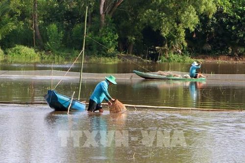 Ruộng đồng Cần Thơ vào mùa lũ