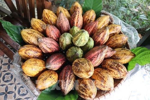 Trái ngọt từ mô hình trồng ca cao dưới tán dừa ở Đồng Tháp