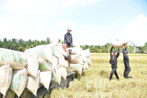 Giá lúa Hè Thu tại Đồng Tháp giảm từ 500 đến 1.000 đồng/kg