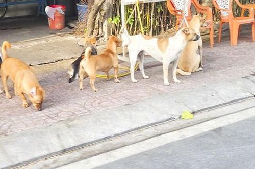 11 ổ dịch dại, Đồng Tháp siết quản lý chó, mèo