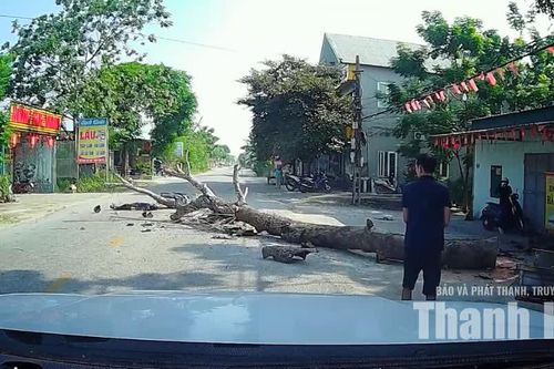 Chặt cây không có biện pháp cảnh báo khiến một người đi đường tử vong