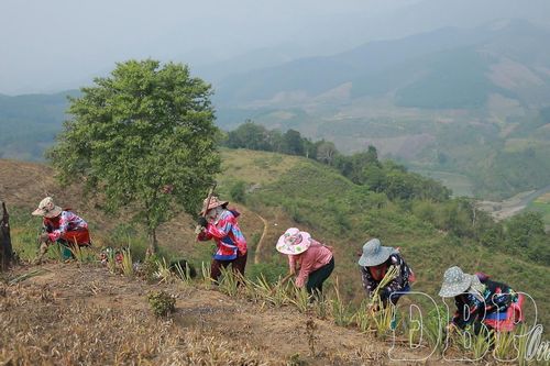 Na Sang mở rộng vùng trồng dứa
