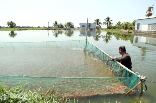 Nuôi trồng thủy sản tăng trưởng tốt