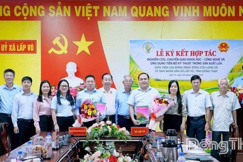 Xã Lấp Vò: Ký kết hợp tác nghiên cứu, chuyển giao khoa học - công nghệ trong sản xuất lúa
