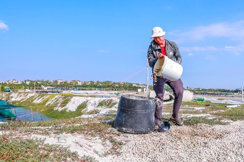 Ốc hương chết hàng loạt, nhiều hộ trắng tay