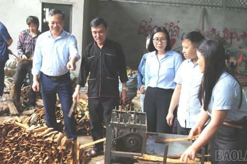 Ngành quế 8 tháng năm 2026: Thị trường nào đang thay thế dần "ngôi vương" châu Á?