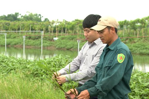 Người "đánh thức" đất bỏ hoang bằng mô hình sản xuất đa canh