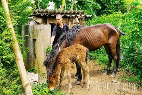 Vùng cao Vân Sơn chuyển mình nhờ nguồn lực chính sách