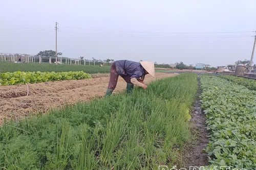 Khoa học kỹ thuật - “đòn bẩy” nâng giá trị rau an toàn ở Phùng Nguyên