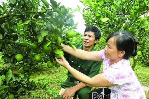 Biến chất thải thành tài nguyên: Giá trị kép từ nông nghiệp tuần hoàn