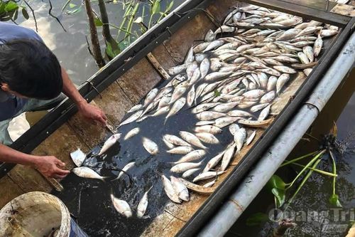 Cá chết hàng loạt trên sông Sa Lung