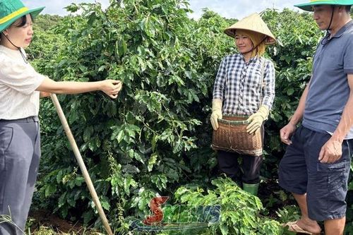 Đồng hành cùng nông dân phát triển cà phê bền vững