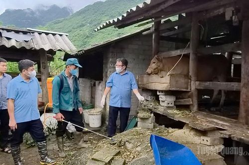Chủ động phòng bệnh cho đàn vật nuôi
