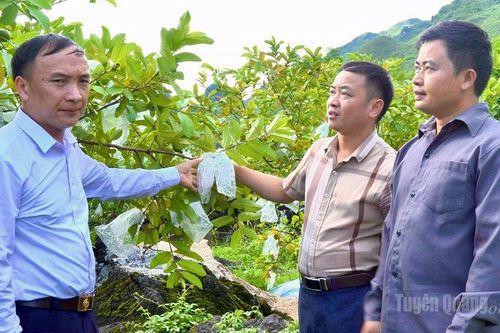 Lùng Tám phát triển nông nghiệp hàng hóa