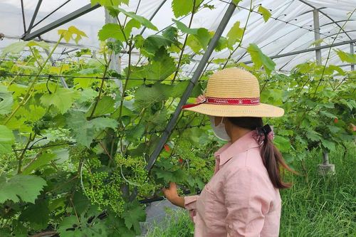 Lào Cai cho phép chuyển đổi cây mạch môn, dâu tằm và nhiều cây khác trên đất lúa