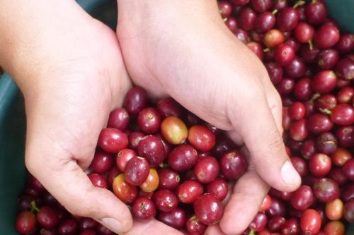 Giá cà phê nội địa giảm 500 đồng/kg, áp lực nguồn cung từ Brazil gia tăng