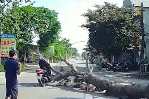 Cưa cây ven đường, cây đổ khiến người đi xe máy tử vong