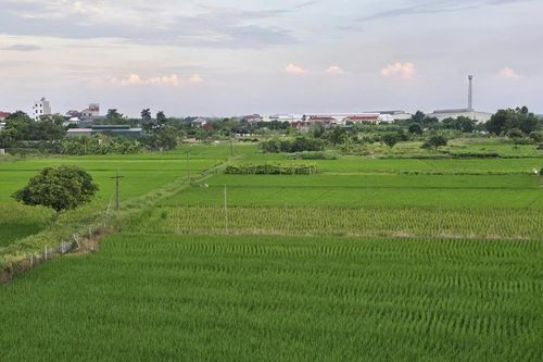 Cần Thơ chuyển hơn 4.845 m² đất trồng lúa xây Bệnh viện Mắt Quốc tế Việt - Nga
