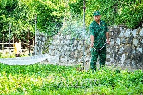 Màu xanh tăng gia trên đảo Hòn Khoai