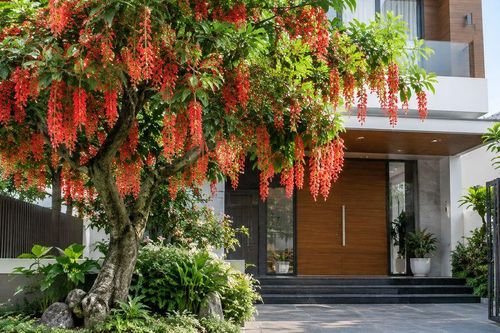 Trồng cây Lộc Vừng ở đâu tốt nhất?