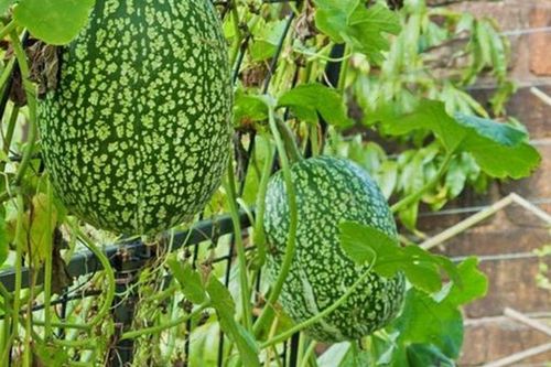 Bên ngoài giống dưa hấu, bên trong có thứ hạt đen lạ mắt, rang lên béo ngậy: Từng mọc hoang nay thành đặc sản lạ giá tới 300.000 đồng/kg