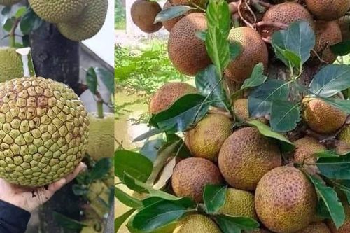 Loại quả quê không mê vị ngọt sắc, lại khiến người ăn nhớ mãi bởi thứ 'mật' bên trong