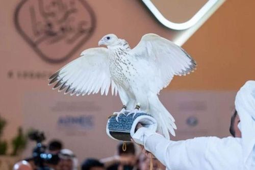 Con chim màu trắng được bán với giá gần 15 tỷ đồng, danh tính và nguồn gốc khiến nhiều người chú ý