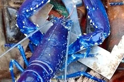 Bắt được tôm hùm xanh đột biến tỷ lệ 1/2.000.000 cực 'khủng', hành động sau đó của hai cha con khiến ai cũng ngỡ ngàng
