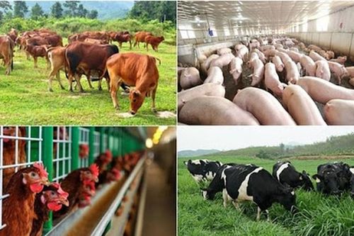 Hưng Yên hỗ trợ tới 2 tỷ đồng cho các cơ sở chăn nuôi công nghệ cao