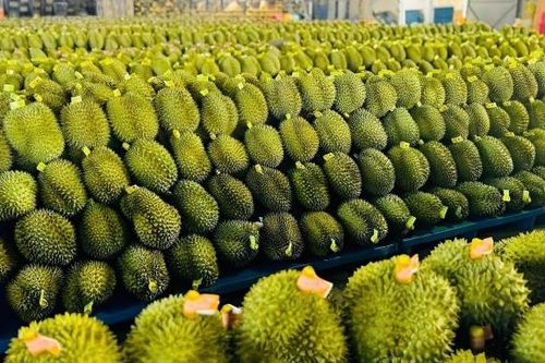 Lâm Đồng mở rộng cơ hội xuất khẩu hàng hóa sang Trung Quốc