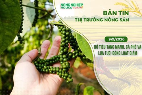 Thị trường nông sản 9/9/2026: Hồ tiêu tăng mạnh, cà phê và lúa tươi đồng loạt giảm