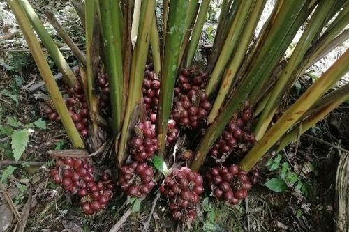 Sa nhân tím bén rễ Mường Quàng, mở sinh kế dưới tán rừng cho đồng bào Thái