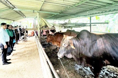 Đồng hành giúp hội viên nông dân phát triển kinh tế