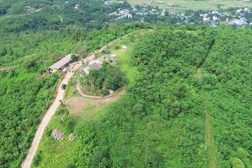 Diện tích rừng trồng mới tập trung trên địa bàn thành phố đạt 84ha