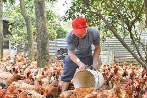 Hà Nội có 32 cơ sở, vùng chăn nuôi an toàn dịch bệnh