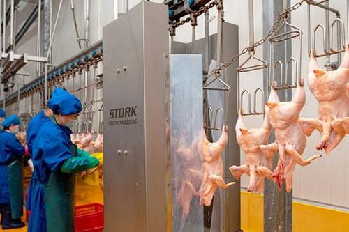 Không phát hiện tồn dư kháng sinh trong 95 mẫu thịt gia súc, gia cầm